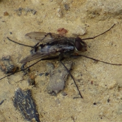 Unidentified Bristle Fly (Tachinidae) at West Hobart, TAS - 31 Oct 2024 by VanessaC