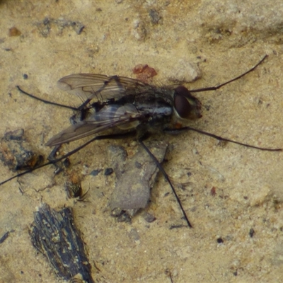 Dexiini (tribe) (A bristle fly) at West Hobart, TAS - 31 Oct 2024 by VanessaC