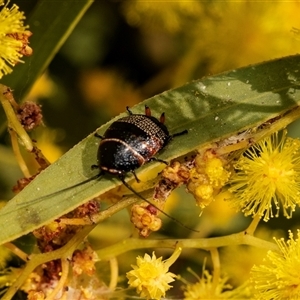 Ellipsidion australe at Higgins, ACT - 13 Sep 2024 12:08 PM