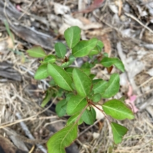 Pyrus calleryana at Watson, ACT - 7 Nov 2024 06:53 PM