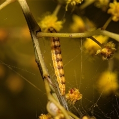 Unidentified Moth (Lepidoptera) at Higgins, ACT - 13 Sep 2024 by AlisonMilton