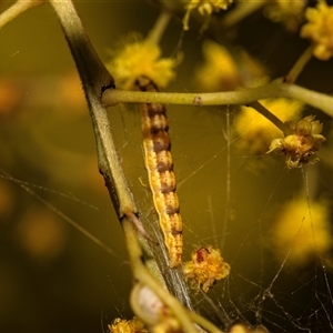 Acronictinae (subfamily, IMMATURE) at Higgins, ACT - 13 Sep 2024