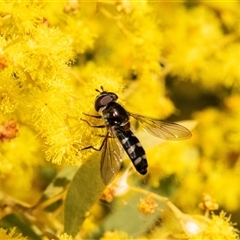 Melangyna sp. (genus) (Hover Fly) at Higgins, ACT - 13 Sep 2024 by AlisonMilton