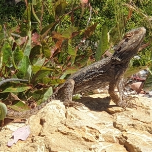 Pogona barbata at Hackett, ACT - suppressed