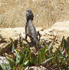 Pogona barbata at Hackett, ACT - suppressed