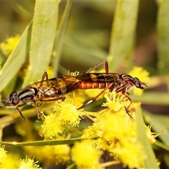 Ectinorhynchus sp. (genus) at Higgins, ACT - 13 Sep 2024 by AlisonMilton