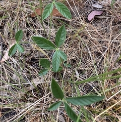 Cullen tenax (Tough Scurf-Pea) at Watson, ACT - 7 Nov 2024 by waltraud