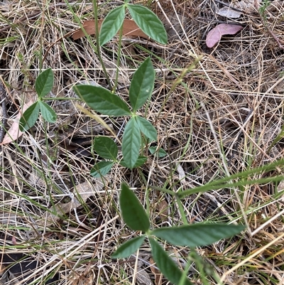 Cullen tenax (Tough Scurf-Pea) at Watson, ACT - 7 Nov 2024 by waltraud