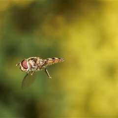 Melangyna viridiceps (Hover fly) at Higgins, ACT - 10 Sep 2024 by AlisonMilton