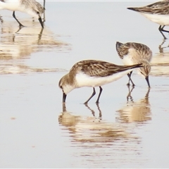 Calidris ruficollis (Red-necked Stint) at Yambuk, VIC - 1 Nov 2024 by MB