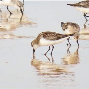 Calidris ruficollis at Yambuk, VIC - 2 Nov 2024