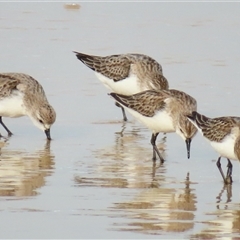 Calidris ruficollis at Yambuk, VIC - 2 Nov 2024