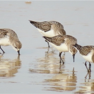 Calidris ruficollis at Yambuk, VIC - 2 Nov 2024 08:30 AM