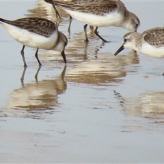 Calidris ruficollis at Yambuk, VIC - 2 Nov 2024 08:30 AM