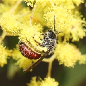 Lasioglossum (Parasphecodes) sp. (genus & subgenus) at Higgins, ACT - 10 Sep 2024 01:00 PM