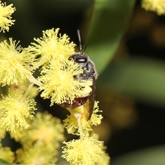 Lasioglossum (Parasphecodes) sp. (genus & subgenus) at Higgins, ACT - 10 Sep 2024