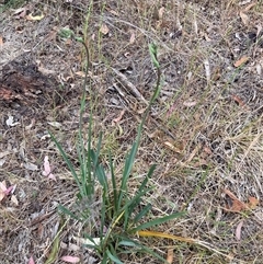 Dianella sp. aff. longifolia (Benambra) at Watson, ACT - 7 Nov 2024 06:12 PM