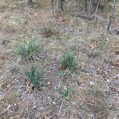 Dianella sp. aff. longifolia (Benambra) at Watson, ACT - 7 Nov 2024 06:12 PM