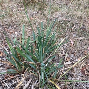 Dianella sp. aff. longifolia (Benambra) at Watson, ACT - 7 Nov 2024 06:12 PM