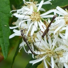 Enchoptera apicalis at West Hobart, TAS - 27 Oct 2024 by VanessaC