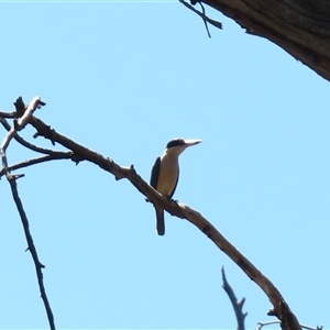 Todiramphus sanctus at Charlton, VIC - 4 Nov 2024