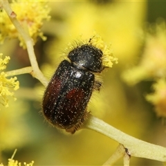 Heteronyx sp. (genus) (Scarab beetle) at Higgins, ACT - 10 Sep 2024 by AlisonMilton