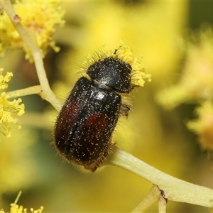 Heteronyx sp. (genus) at Higgins, ACT - 10 Sep 2024