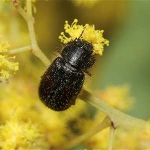 Heteronyx sp. (genus) at Higgins, ACT - 10 Sep 2024