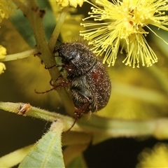 Heteronyx sp. (genus) at Higgins, ACT - 10 Sep 2024