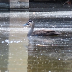 Anas superciliosa (Pacific Black Duck) at Charlton, VIC - 4 Nov 2024 by MB