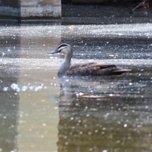 Anas superciliosa (Pacific Black Duck) at Charlton, VIC by MB