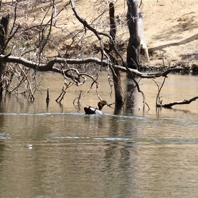 Chenonetta jubata (Australian Wood Duck) at Charlton, VIC - 4 Nov 2024 by MB