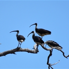 Threskiornis spinicollis (Straw-necked Ibis) at Charlton, VIC - 4 Nov 2024 by MB