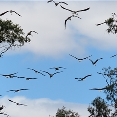 Threskiornis spinicollis at Charlton, VIC - 4 Nov 2024