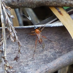 Ichneumonidae (family) at West Hobart, TAS - 5 Nov 2024 by VanessaC