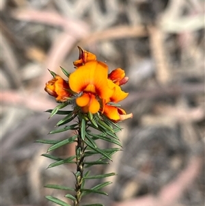 Pultenaea murrayi at Carwoola, NSW - 9 Nov 2024