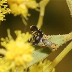 Spathulina acroleuca (A seed fly) at Higgins, ACT - 10 Sep 2024 by AlisonMilton