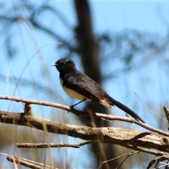 Rhipidura leucophrys (Willie Wagtail) at Charlton, VIC - 4 Nov 2024 by MB