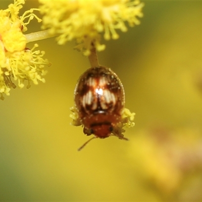 Peltoschema delicatulum (Leaf beetle) at Higgins, ACT - 10 Sep 2024 by AlisonMilton