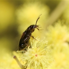 Unidentified Leaf beetle (Chrysomelidae) at Higgins, ACT - 10 Sep 2024 by AlisonMilton