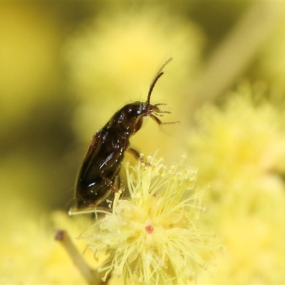 Unidentified Leaf beetle (Chrysomelidae) at Higgins, ACT - 10 Sep 2024 by AlisonMilton