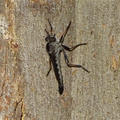 Unidentified Robber fly (Asilidae) at West Hobart, TAS - 5 Nov 2024 by VanessaC