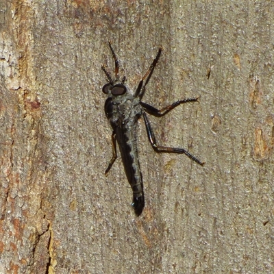 Unidentified Robber fly (Asilidae) at West Hobart, TAS - 5 Nov 2024 by VanessaC