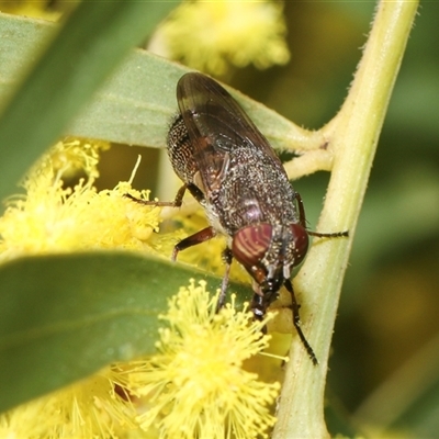 Stomorhina sp. (genus) (Snout fly) at Higgins, ACT - 10 Sep 2024 by AlisonMilton