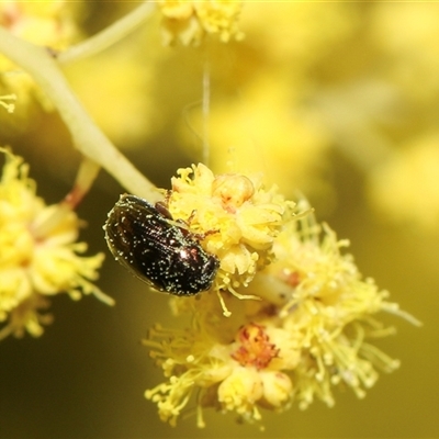 Unidentified Leaf beetle (Chrysomelidae) at Higgins, ACT - 10 Sep 2024 by AlisonMilton