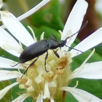 Unidentified Beetle (Coleoptera) at West Hobart, TAS - 27 Oct 2024 by VanessaC