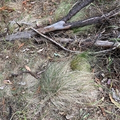 Nassella trichotoma (Serrated Tussock) at Watson, ACT - 7 Nov 2024 by waltraud