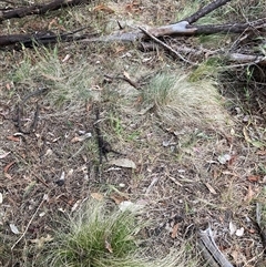 Nassella trichotoma at Watson, ACT - 7 Nov 2024