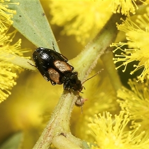 Sarothrocrepis civica at Higgins, ACT - 10 Sep 2024 12:39 PM