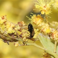 Sarothrocrepis civica at Higgins, ACT - 10 Sep 2024 12:39 PM